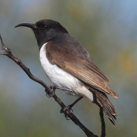 Black Honeyeater